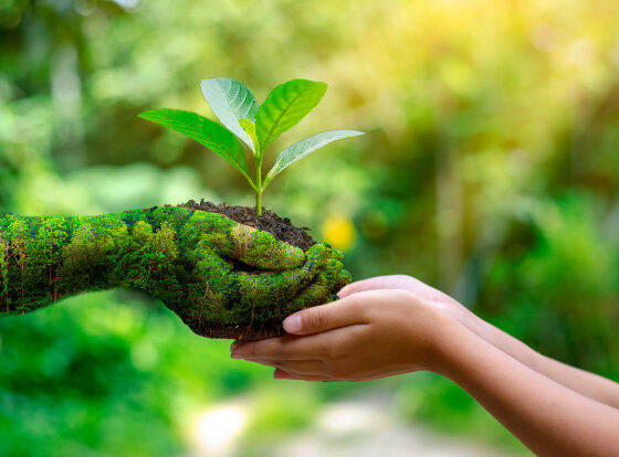 environment-earth-day-hands-trees-growing-seedlings_34998-113-560x414